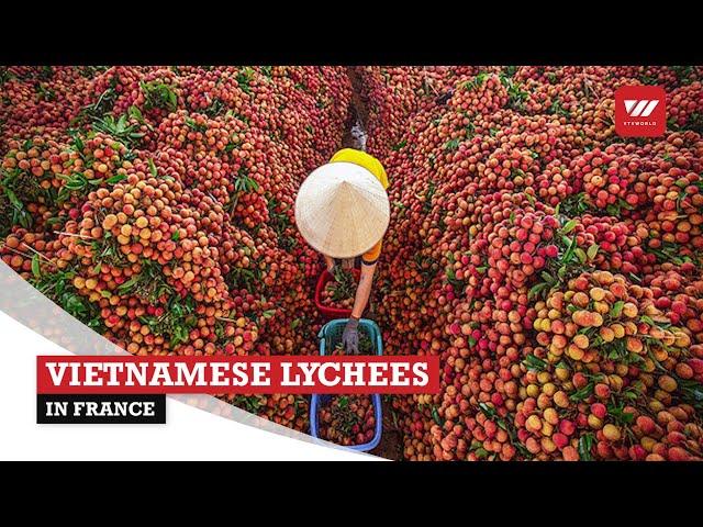 Vietnamese lychees in France | VTV World