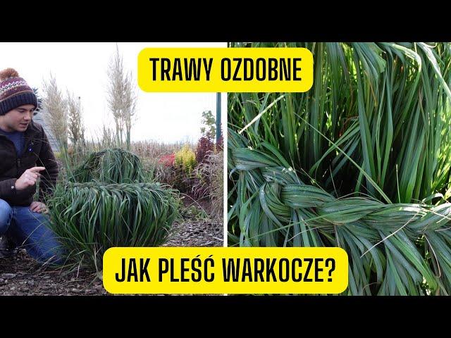 Jak pleść warkocze z traw ozdobnych? (pleciemy i zabezpieczamy trawy na zimę)