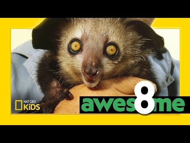 Weird But Wonderful Animals | Awesome 8