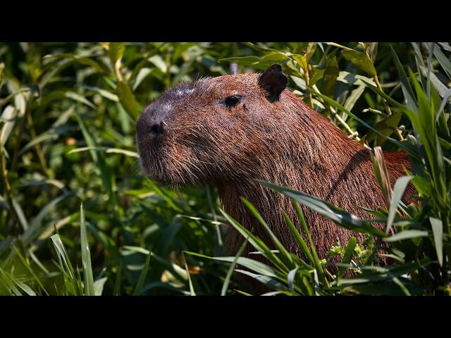10 Hours Of Capybaras And Relaxing Music - Ambience - Meditation - Stress Relief