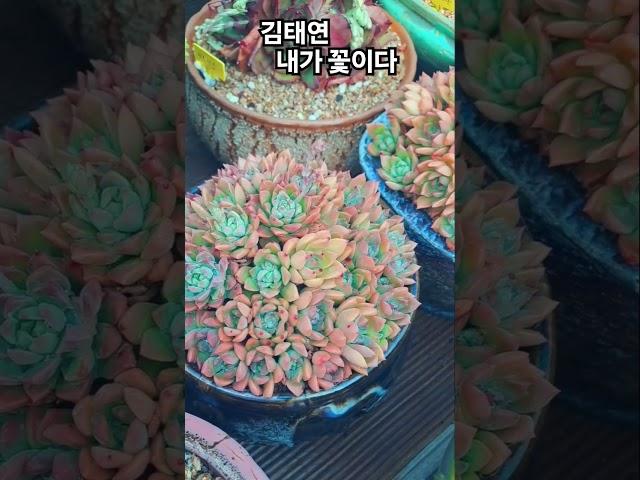 내가 꽃이다   김태연