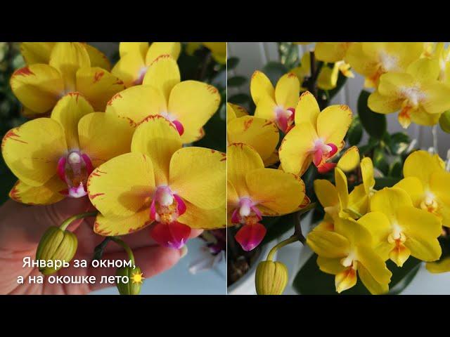 Цветение самых ярких орхидей Sweet Girl, Buttercup, Sweet Girl Shiny Girl, Merlot, Sogo Chito ️