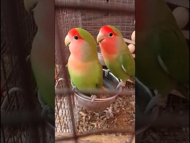 Lovebirds say hello (cute)