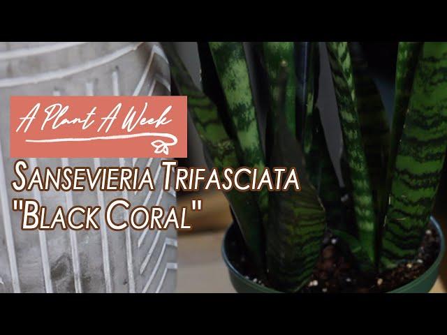 Sansevieria Trifasciata "Black Coral" Care | A Plant A Week