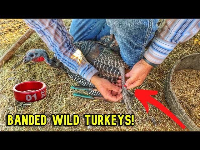 We Banded Our WILD Turkeys! Release or Raise!?