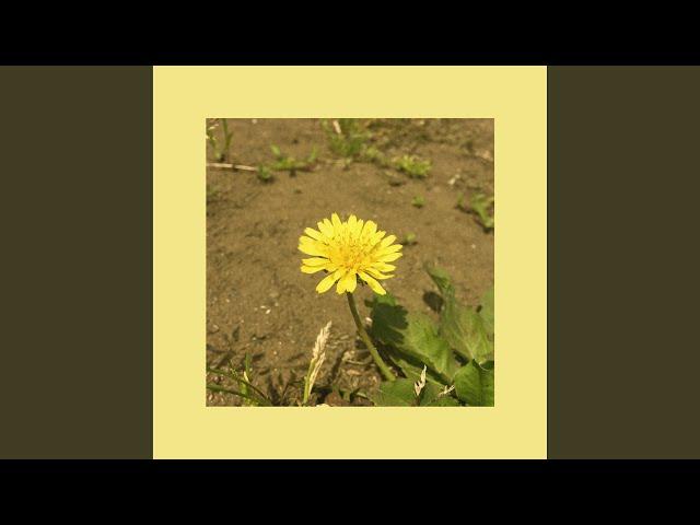 Dandelion (full ver.)