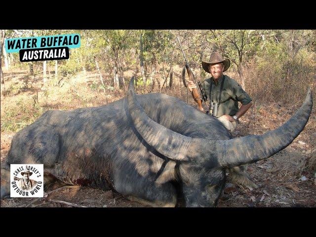 Hunting Enormous Water Buffalo in Australia