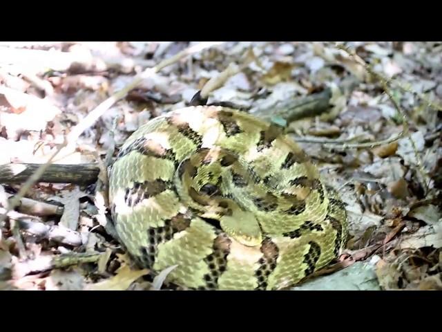 Timber Rattlesnake Rattling