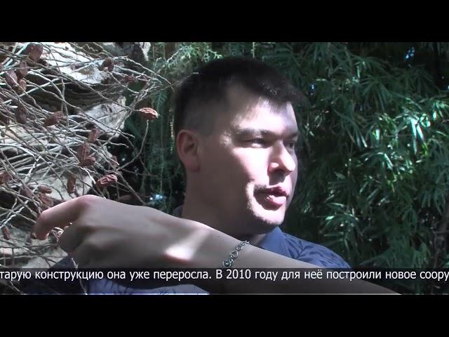 Редкий урожай финиковой пальмы собрали в ботаническом саду