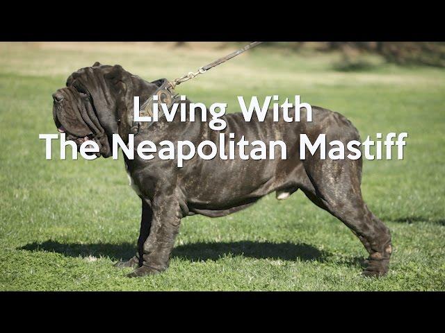 ALL ABOUT LIVING WITH NEAPOLITAN MASTIFFS