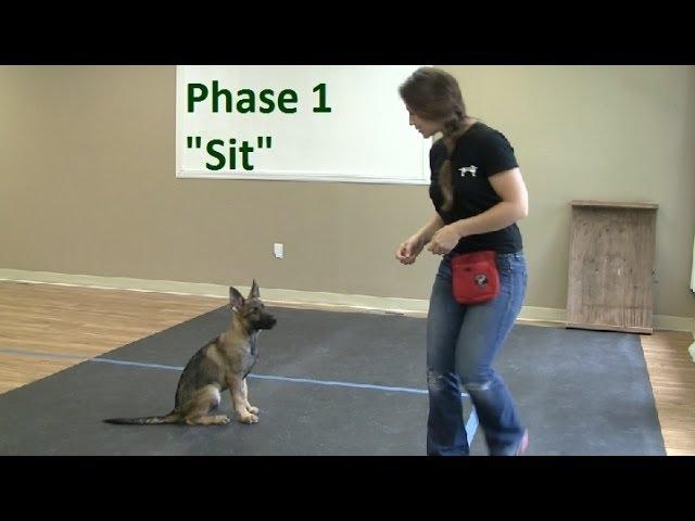 How to Train a Dog to "Sit" (K9-1.com)