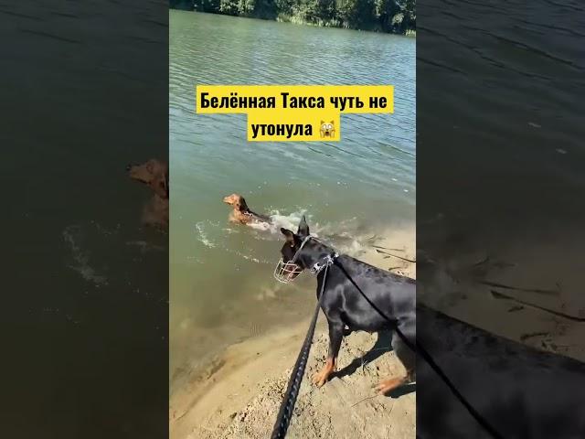 Бешеная Такса БУБОНИКа чуть не утонула 