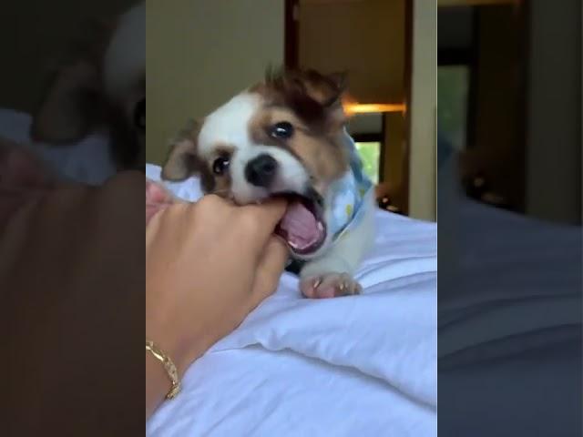  how to stop DOG barking ? cute dog / funny dog  #short