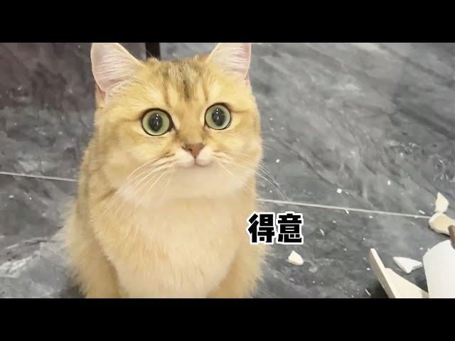 【牛奶是只猫】十斤的小老三，九斤的反骨！