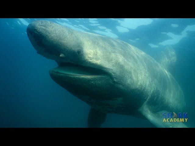 Basking Sharks | SHARK ACADEMY