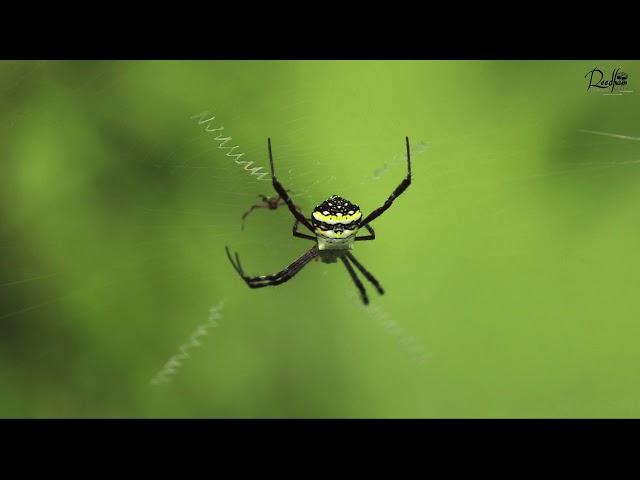 ORB-WEAVER SPIDER