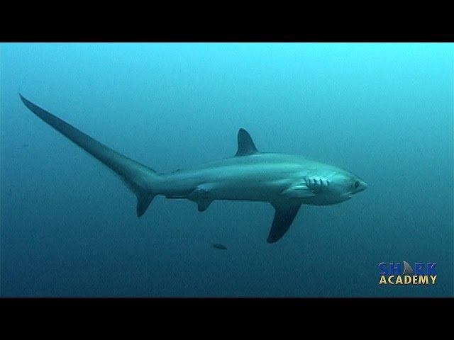 Thresher Shark | SHARK ACADEMY