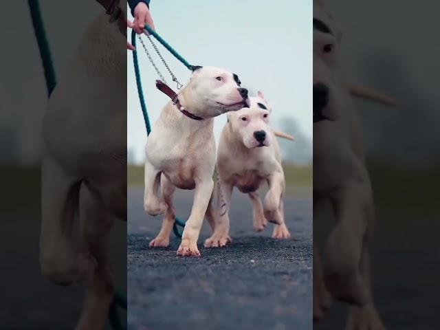 Most Aggressive dogo argentino dog transformation  #shorts #jaishreeram (2m)+