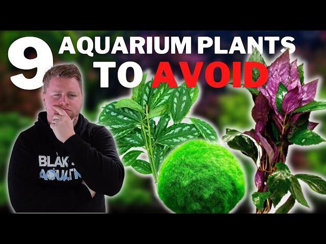 9 Plants to AVOID in your Aquarium - Beginner Aquarium Plant Guide