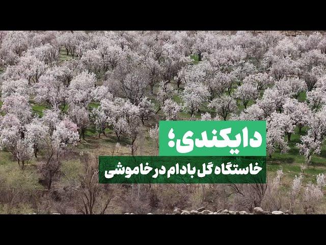 دایکندی؛ خاستگاه گل بادام در خاموشی