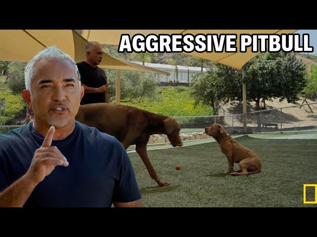 How To Solve Unhealthy Play Time Tendencies | Better Human Better Dog - Season 2