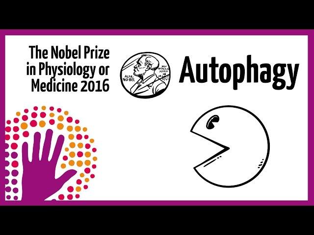 Autophagy - Nobel Prize in Physiology or Medicine 2016