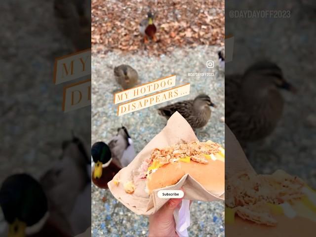 Jumping duck🫳 #duck #duckies #short #reels #shorts #yummy #hotdog #animalslover #nature #foodie