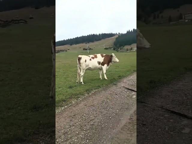 Seiser Alm, Dolomites