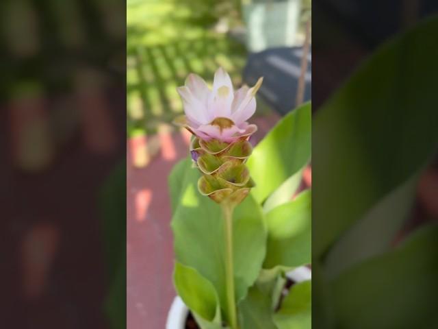 Garden in June! It’s blazing ! #southflorida #garden #mygarden #pjsinthegarden