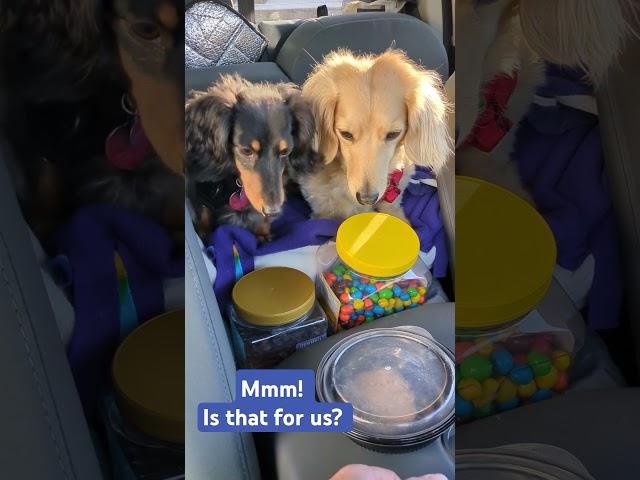 Starving pups waiting for hamburgers.#dachshund  #dachshundadventures #rvtravellife #shorts
