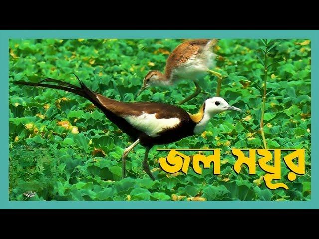 জল ময়ূর | Phesent-tailed Jacana | PARVEZ JOHAN OFFICIAL.