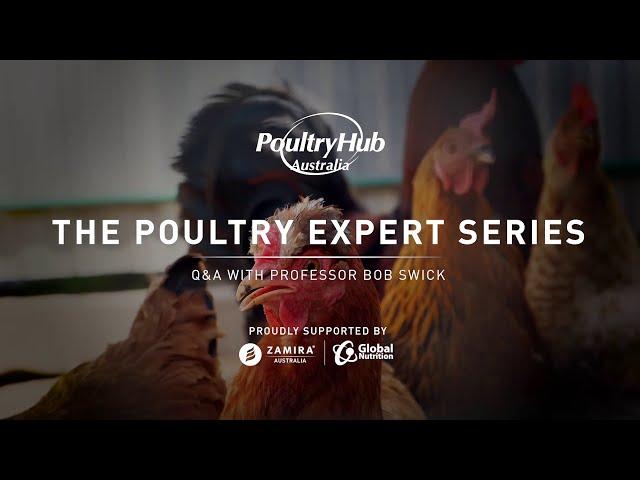 Episode 1 - Why is Gut Development Critical for Chicks?