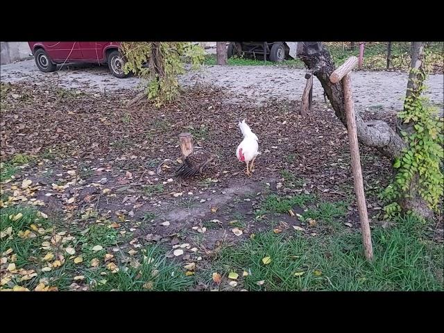 Ястреб ТЕТЕРЕВЯТНИК и петух ПЕТЬКА:))) Трудовые будни:))) hawk and cock