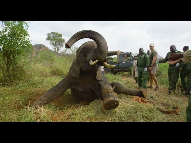 Ex-Orphan Barsilinga Comes Home For Help | Sheldrick Trust