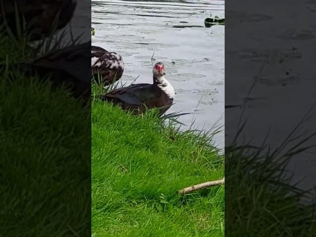 Flying muscovy duck