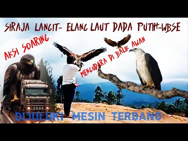 ️AKSI SOARING SIRAJA LANGIT - ELANG WBSE @Iwan_FaunaKicau