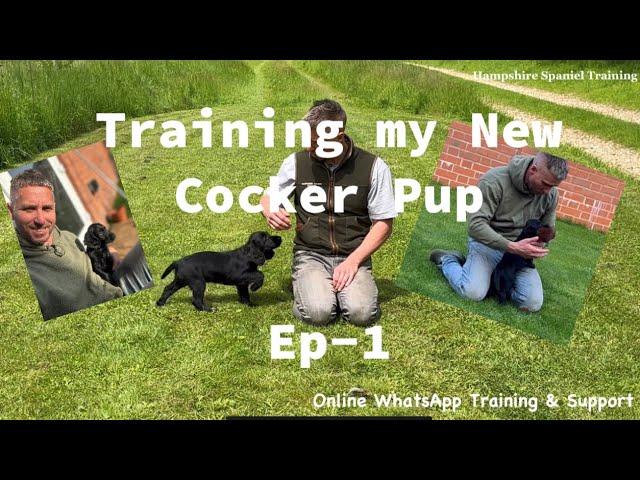 Ep-1 Training my New Working Cocker Spaniel Puppy