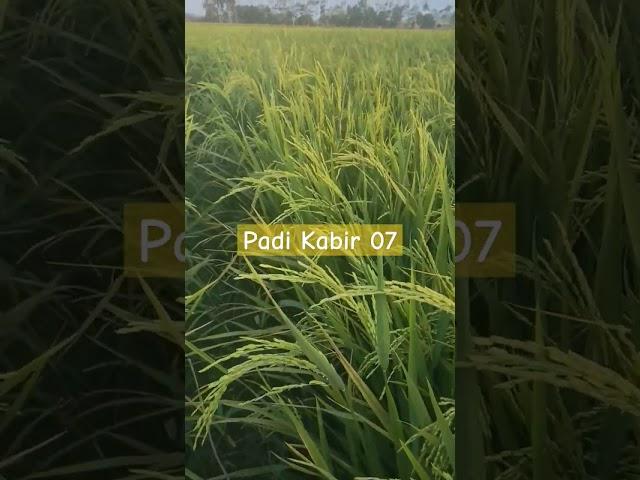 Galur Unggul Padi Kabir 07