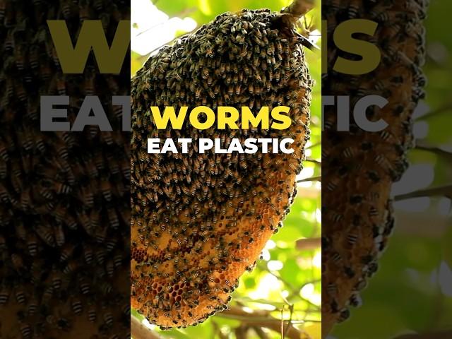 Epic Worms Eat #Plastic | #Pollution #Environment