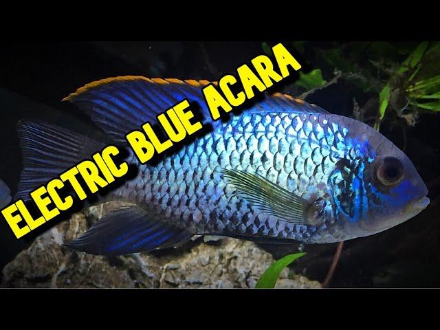 DON'T get an ELECTRIC BLUE ACARA until you have seen this VIDEO!!