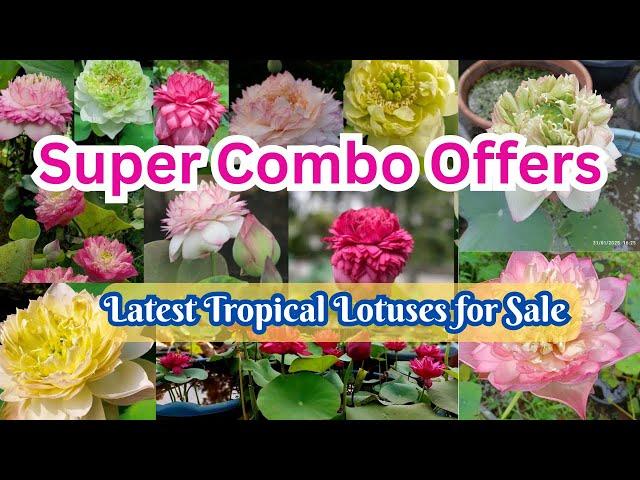 Super LOTUS 🪷 Combos @Petalssphere WITH SUBTITLES ( ENGLISH || HINDI)