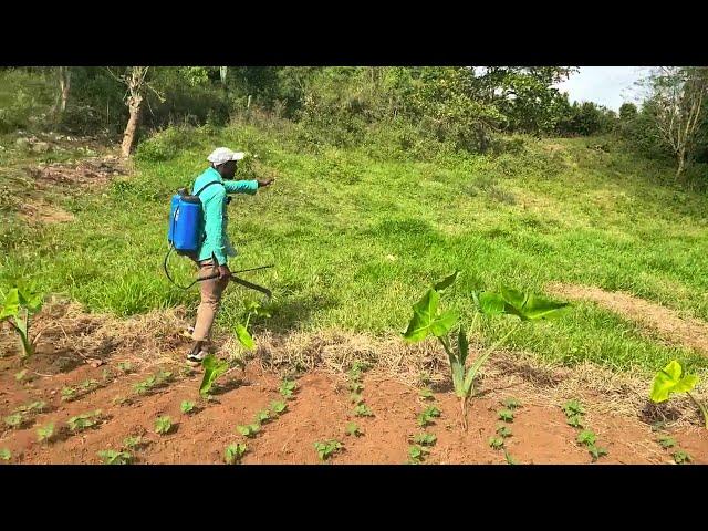 @Jamaica  Farmer have house car shop Out of Farming#vrialvedio