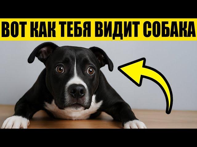 Твоя Собака НЕ ДУМАЕТ, Что Ты Человек – правда шокирует!