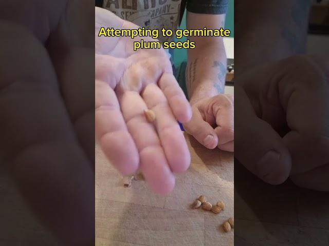 growing plum trees from seed - Removing the seed from the pit