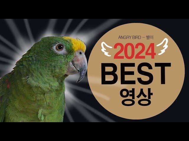 2024 연말 베스트  영상 / 1년 동안 배꼽잡던 영상만 모았다!! / 앵무새가 개콘보다 더 웃기다!!  / 사람과 대화 가능 앵무새 / ANGRY BIRD