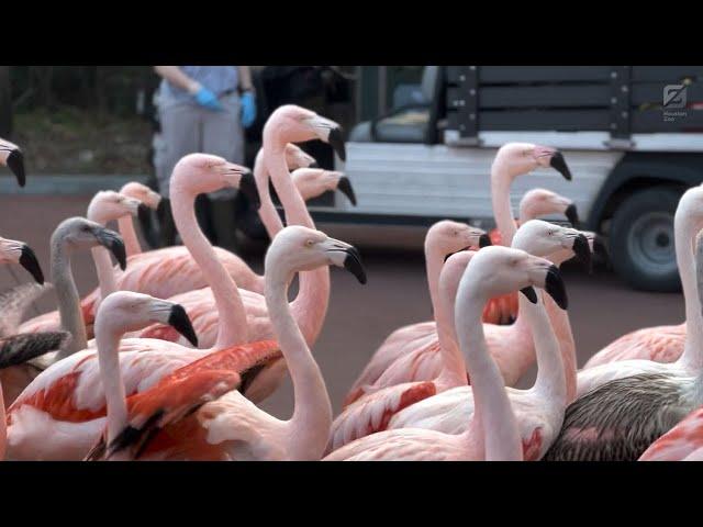 Flamingo Flock on a Walk