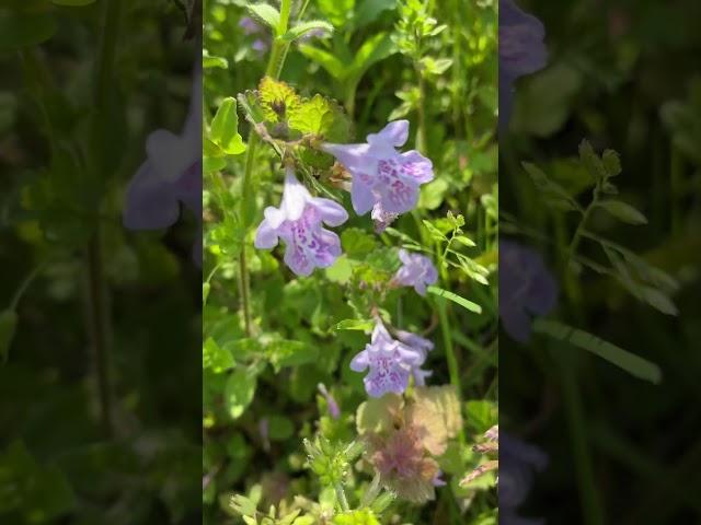 Glechoma hederacea カキドオシ