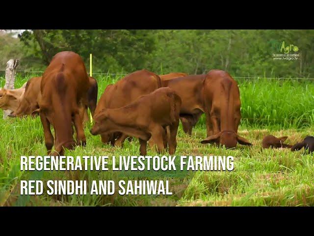 Regenerative livestock farming Red Sindhi and Sahiwal