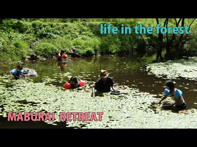 Self-Sufficiency, Rural Japan, Harvesting potatoes, Picking water shield, Catching a boar alive