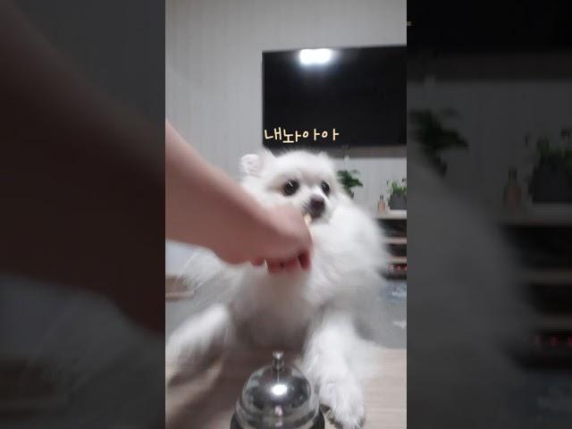 종대충치고 간식뺏는 멍아치 보리씨 ㅋㅋㅋㅋ